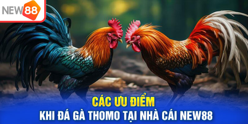 Các ưu điểm khi đá gà thomo tại nhà cái NEW88